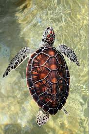 W 0nders Slither And Scales Sea Turtle In The Cayman Animals Ocean Creatures Sea Creatures