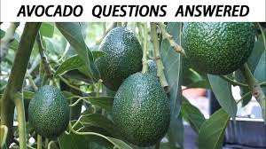 Yes, we need both male and female avocado trees to produce fruit. Your Avocado Growing Questions Answered Tips For Growing Great Avocados Youtube