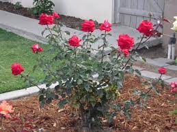 Shrub roses are perfect for the modern gardenrosa rugosa the fairy roserose 'kew gardens'please like and follow us on facebook to get weekly tips on how to. How Can I Identify The Type Of A Rose If I Don T Already Know What It Is Gardening Landscaping Stack Exchange