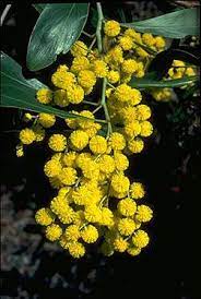 Australia S Floral Emblem Australian Trees Australian Wildflowers Australian Native Plants