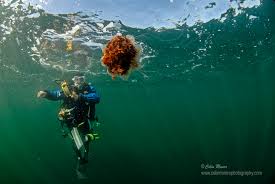 So coming to the point. The Extraordinary Life Cycle Of The Lion S Mane Jellyfish Marine Bio Images Blog