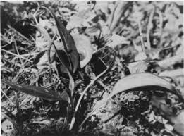 Anthurium austinsmithii