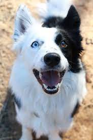 Great Pictures Mini Border Collies Suggestions Border Collie Border Collie Dog Dog Life