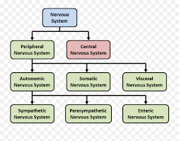 It should be used in place of deutsch: Nervous System Nervous System Types Diagram Png Free Transparent Png Images Pngaaa Com