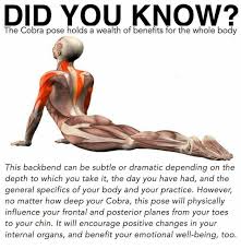 Cobra Pose Benefits Yoga Benefits Yoga Anatomy Cobra Pose