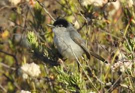 Image result for Gnidia virescens