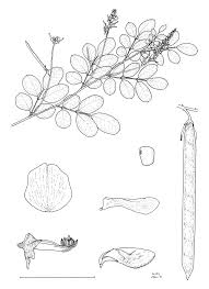 Image result for Indigastrum parviflorum