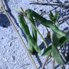 Image result for Vigna luteola