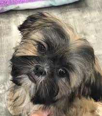 The current median price of shih tzus in florida is $1,999.50. Visit Our Shih Tzu Puppies For Sale Near Fort Lauderdale Florida