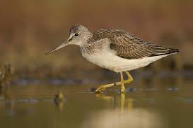 Image result for Trachypogon chevalieri