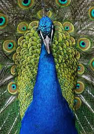 Peacock Print Peacock Feathers Peacock Decor Peacock Photo Peacock Poster Peacock Gift Set Of 4 Wall Art Set Of 4 Photos Set Of 4 Prints In 2020 Peacock Photos Peacock Print Peacock Decor