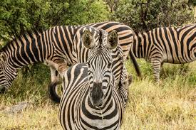 Where do people, who live in the country, usually like to go? Zebras In Africa