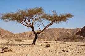 Image result for Acacia