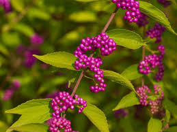 Image result for Callicarpa