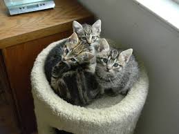 The owl tree is located near union square so a lot of the customers are visitors to san fran, but if you've been there. Some Feline Fans Are Growling Over San Francisco S New Feral Cat Policy Kqed