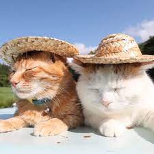Cute Straw Hat Design Furry Cute Cats With Hats Cute Cats