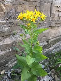 Image result for Senecio consanguineus