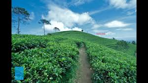 Maybe you would like to learn more about one of these? Kebun Teh Kali Gua Dan Gua Jepang Youtube
