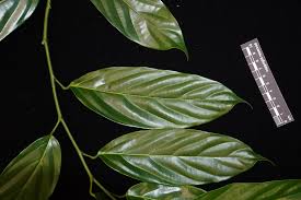 Image result for Strombosia