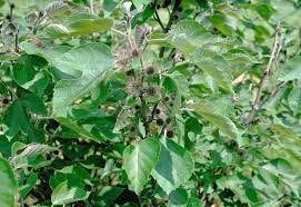 Image result for Broussonetia