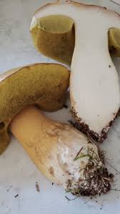 Image result for Boletus variipes