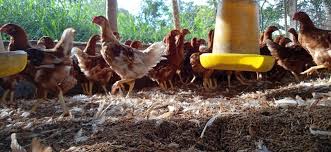 Peternakan ayam petelur atau yang biasa disebut juga dengan ayam layer akan menguntungkan bagi anda jika bisa berjalan dengan lancar dan produktif. 3 Strain Ayam Petelur Di Indonesia