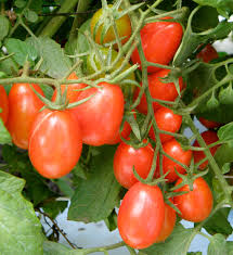 tomatoes ile ilgili görsel sonucu