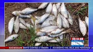 Lluvia de peces or rain of fish is a phenomenon that has been occurring for more than a century on a yearly basis in the country of honduras. Lluvia De Peces Reportan Pobladores De Yoro Honduras Youtube