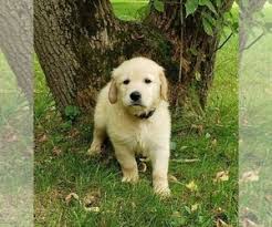 Puppyfinder.com is your source for finding an ideal golden retriever puppy for sale in michigan, usa area. View Ad Golden Retriever Litter Of Puppies For Sale Near Michigan Milford Usa Adn 150420