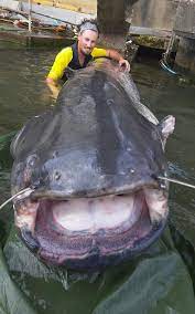 Giant Catfish Caught In Seine