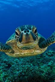 Pin By Cara Nelson On Underwater Photos Sea Turtle Animals Cute Animals