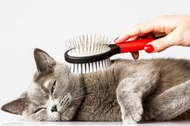 Ruyada Kedi Tuyu Temizlemek Ruyandagor Com