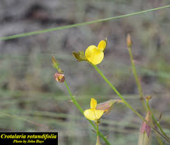 Image result for Crotalaria kirkii