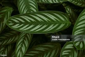 Image result for Marantaceae
