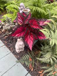 I love Coneflowers. They come back every year around my patio.