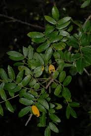 Image result for Commiphora pedunculata
