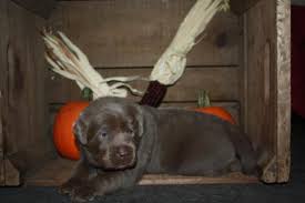 Our champagne & silver lab puppies are all akc registered & available for sale! Silver Labrador Puppies For Sale Pennsylvania