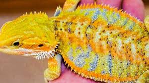 Baby Black Bearded Dragon For Sale My Citrus Yellow Bearded Dragon Baby Bearded Dragon Bearded Dragon Cute Bearded Dragon