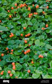 Image result for Geophila repens