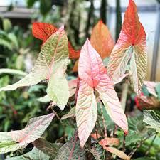 Image result for Disperis johnstonii