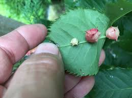 バラの葉が膨れて出来たコブはバラハタマバチの虫こぶ 苗木部の部室 苗木 育てよう By 花ひろばオンライン
