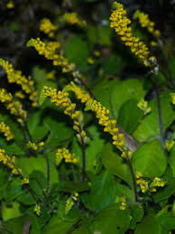 Image result for Polygalaceae