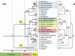 Image result for Vandenboschia gigantea