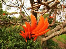 Image result for Erythrina lysistemon