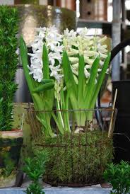 Dirt Simple Gardening And Landscape Blog By Deborah Silver Part 25 Bulb Flowers Spring Flowers Plants