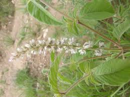 Image result for Afrosolen schimperi