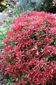 This showy plant has abundant clusters of white bell flowers in spring. Buy The Best Pieris Lily Of The Valley Japanese Andromeda Shrubs For Sale Online From Wilson Bros Gardens