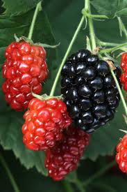 Blackberries Destroy Free Radicals Are Anti Inflammatory Anti Cancerous And Contain Lots Of Vitamin C Fruits Et Legumes Photo Alimentaire Fruits
