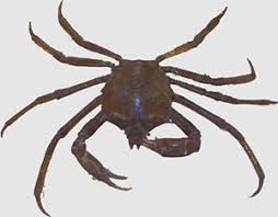 Image result for Crabbea velutina
