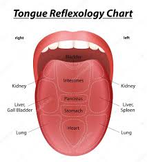 reflexology tongue reflexology tongue chart stock vector